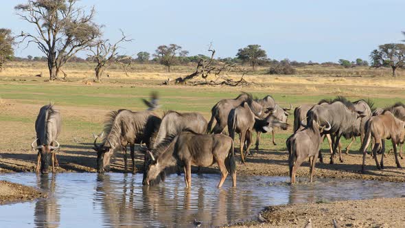 Blue Wildebeest Drinking Water - Kalahari Desert  alt