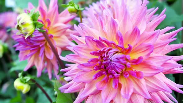 Pink Chrysanthemum 