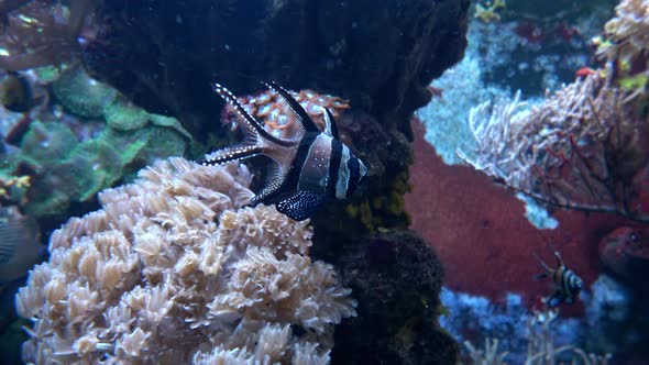 Exotic tropical fish in the aquarium