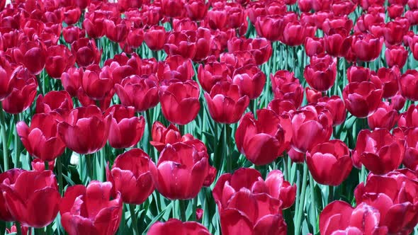 Many red and burgundy tulips sway in the wind in an open space in the park