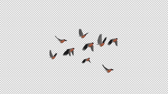 Bullfinch Birds - Flock of 10 - Flying Transition - Alpha Channel