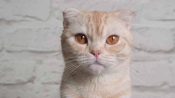 Close Up Portrait of Ginger Red Young Cat Breed Scottish Fold on Gray Background alt