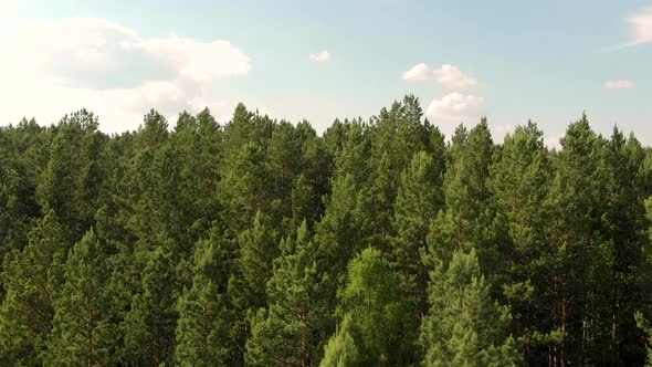Drone Flies Low Over Forest and Around the Coniferous Evergreen Trees