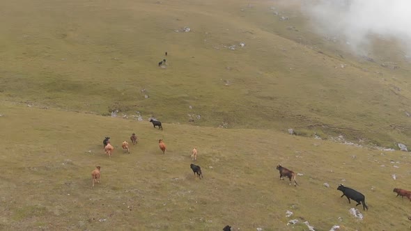 Aerial Shot of a Herd of Cows Running Through a Mountain Valley