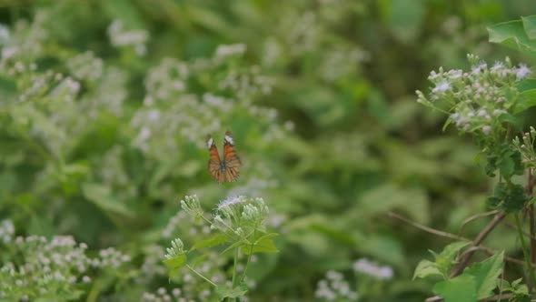 Beautiful common tiger butterfly landing on small white flowers slow motion alt
