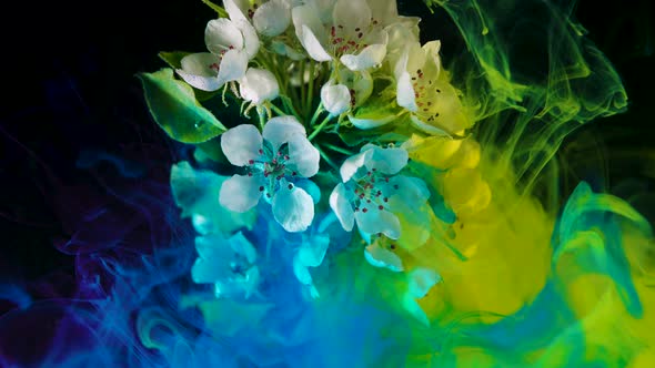 Yellow and Blue Paints in the Water Move Slowly in the Water Around the White Flowers of the Apple alt