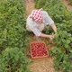 Woman Harvesting Ripe Organic Strawberries on a Plantation in a Field - VideoHive Item for Sale