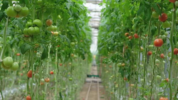 Tomato Production and Transportation alt