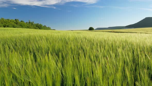 Green Meadow of Wheat