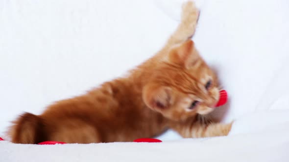 Little red tabby kitten playing with toy red hearts.