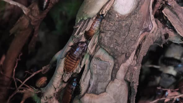 Many Large Cockroaches on Wood