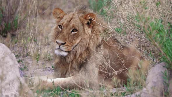 Photogenic lion laying in the tall grass turns and looks at the camera. Telephoto shot. alt