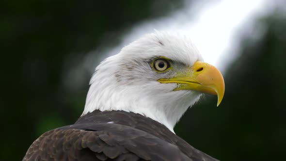 bald eagle looks behind himself 4k alt