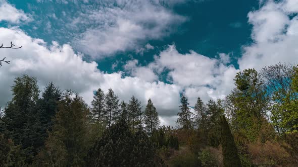 Rural Landscape with Trees, Fluffy Dramatic Clouds and Blue Sky Time Lapse