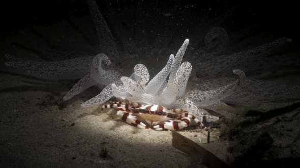 A Harlequin crab feeding finds protection beneath a Anemone lit up by a scuba divers torch during a alt