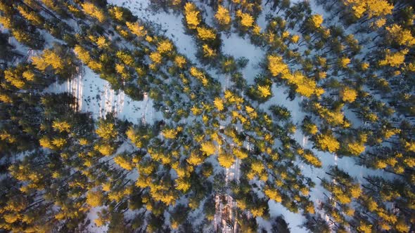 Winter Pine Forest Top View From a Quadcopter