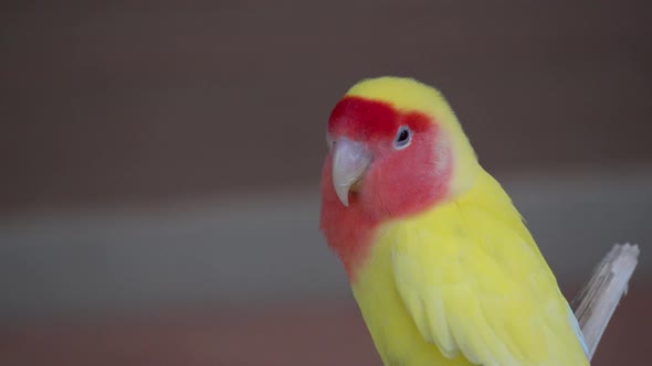 Close up Of Fischer's Lovebird Looking Around In Its Habitat. alt