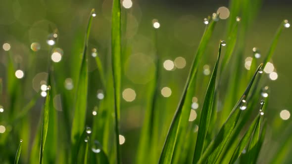 Adjusting Focus on Green Blades of Grass That Have Dew Water Drops on Them. Close-up Slow Motion alt