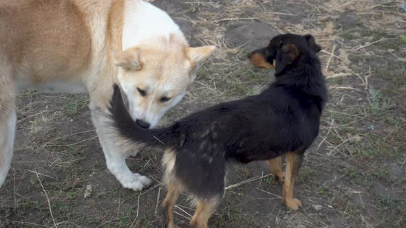 A Large Dog Removes Fleas From a Small Dog. The Two Dogs Became Friends. alt
