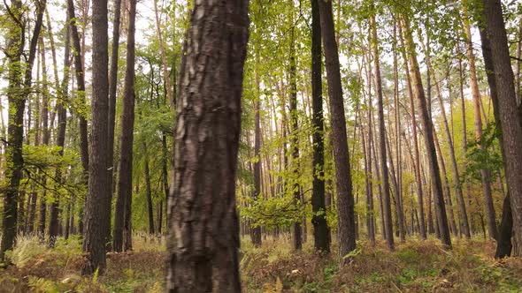 Trees in the Forest on an Autumn Day alt