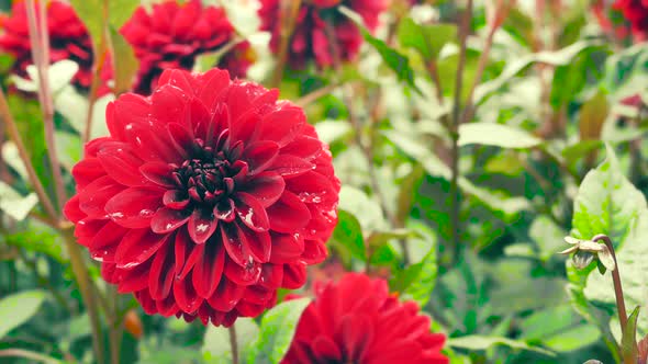 Red dahlia on a blurred beautiful background alt