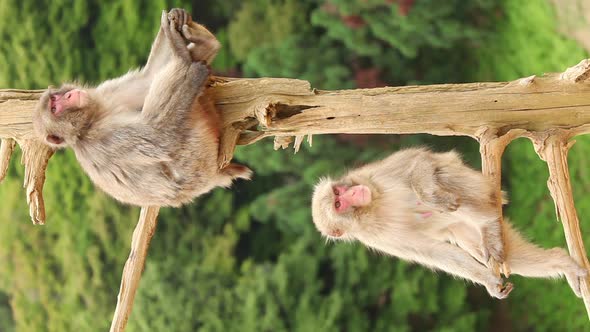 Japanese Macaque In Nature alt