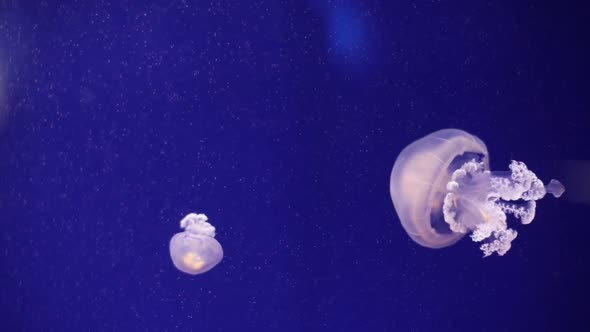 Jellyfish swimming in an aquarium