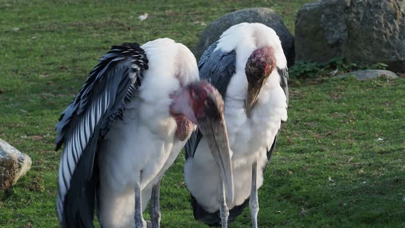 Marabou Stork (Leptoptilos crumeniferus) is a large wading bird in the stork family Ciconiidae.