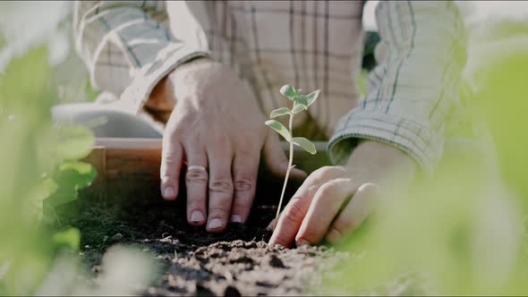 Man's Hands Planting Young Vegetable Sprout in Garden on a Sunny Day