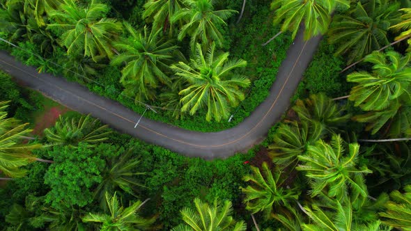 4K Aerial view drone fly over coconut trees and yellow treetops. Cinematic drone shot. alt