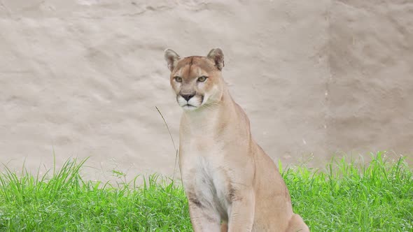 adult cougar (Puma concolor) in captivity stares around. Puma in the zoo, the Mountain Lion alt