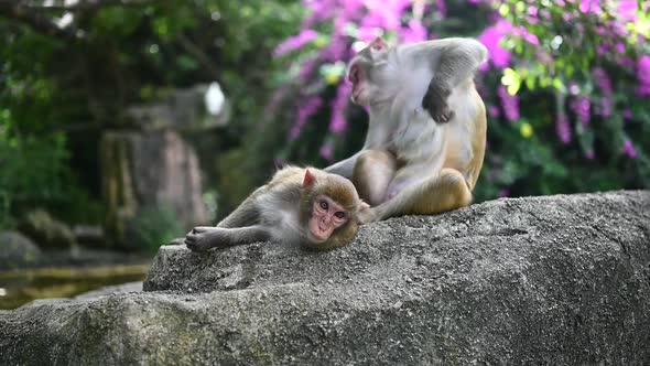 Two Adult Red Face Monkeys Rhesus Macaque Grooming Each Other in Tropical Park