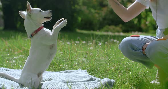 The Jack Russel Dog Obeys Commands and Gets on Its Hind Legs for ...