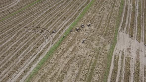  Aerial footage of buffaloes grazing in rice paddy fields and flying egrets. Langkawi, Malaysia. alt