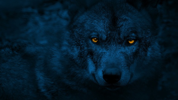 Wolf Looking Around With Glowing Eyes At Night, Stock Footage | VideoHive