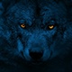 Wolf Looking Around With Glowing Eyes At Night - VideoHive Item for Sale