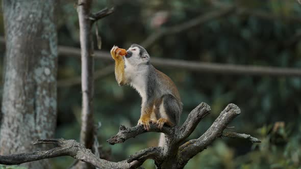 Static Shot of Squirrel Monkey on a tree limb enjoying a piece of fresh fruit. alt