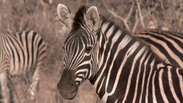 Zebra Turns it's Head