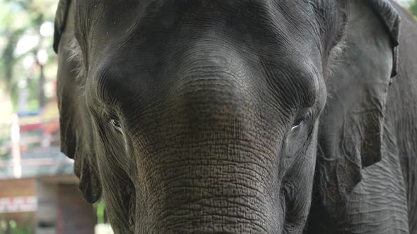 Closeup of an Elephant with Expressive Eyes and Large Swaying Ears on a Sunny Day alt