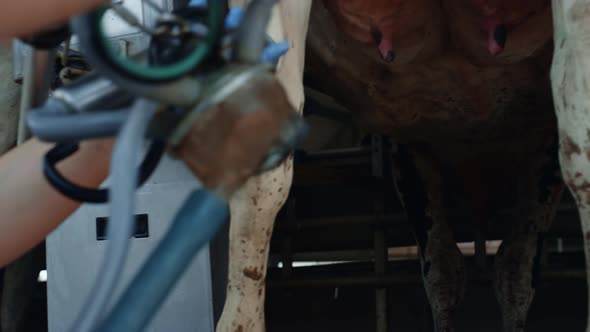 Farmer Using Milking System Working in Cowshed Producing Organic Dairy Closeup alt