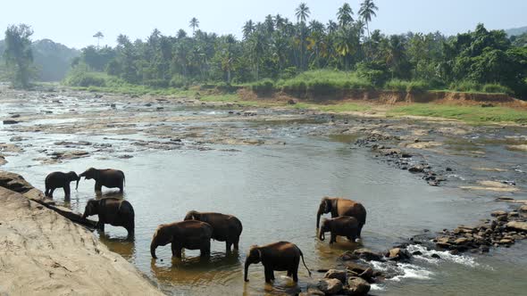 Herd of Elephants in the Jungle River. Pinnawala Elephant Orphanage. Sri Lanka alt