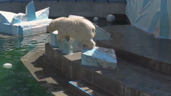 Polar Bear Runs and Jumps Into a Pool of Water alt