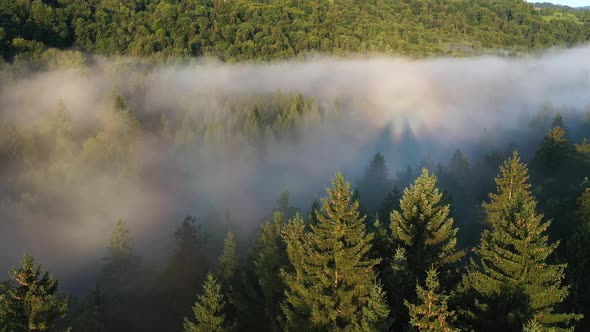 Forest Fog Landscape alt