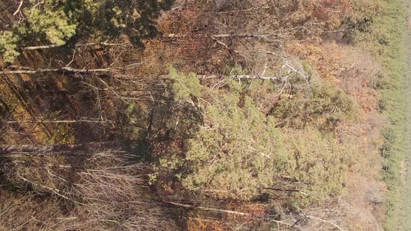 Vertical Video of an Autumn Forest During the Day in Ukraine alt