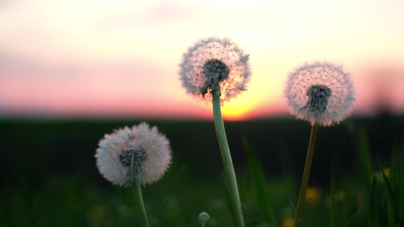 Amazing Dandelion Flower on Summer Field