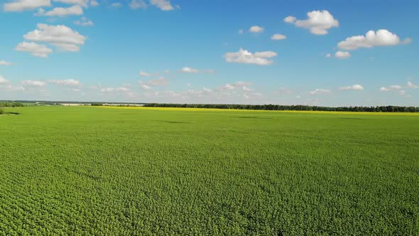 Rise Above Field of Sunflower in July in Russia