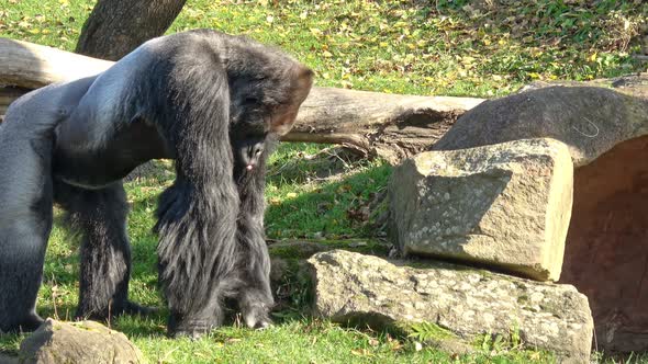 Portrait of a dominant gorilla. (Gorilla gorilla)