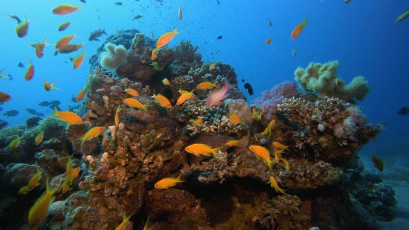 Colorful Reef Scene alt