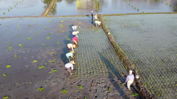 Traditional asian farmers alt