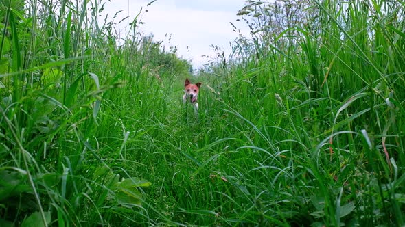 Jack Russel Terrier Puppy Running in Big Grass